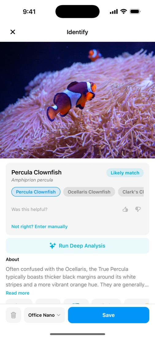 Identify screen showing Percula Clownfish as a likely match, with Ocellaris Clownfish as an alternative